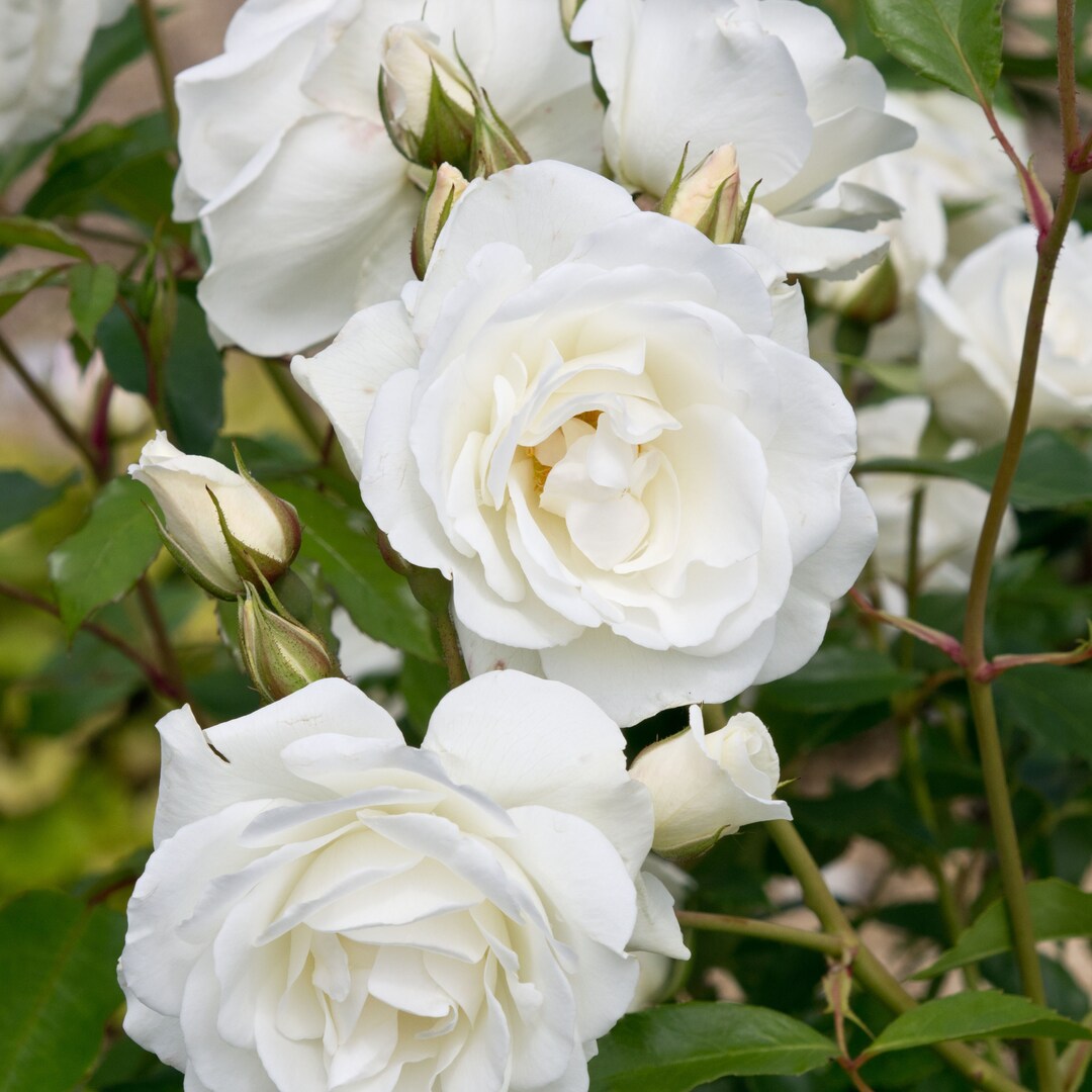 Close-up of several white Iceberg roses in bloom.