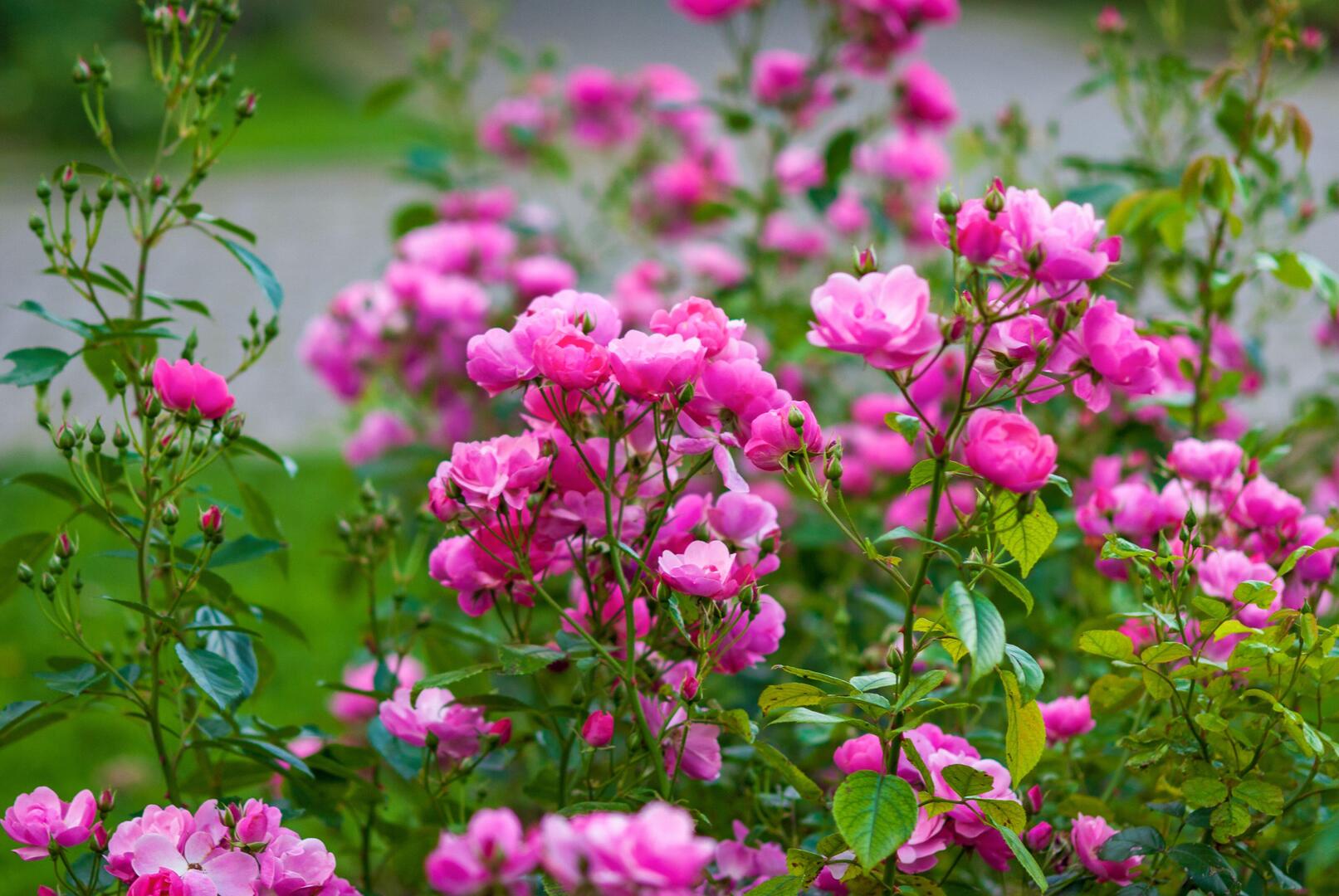 Deep pink Angela roses blooming in a garden.