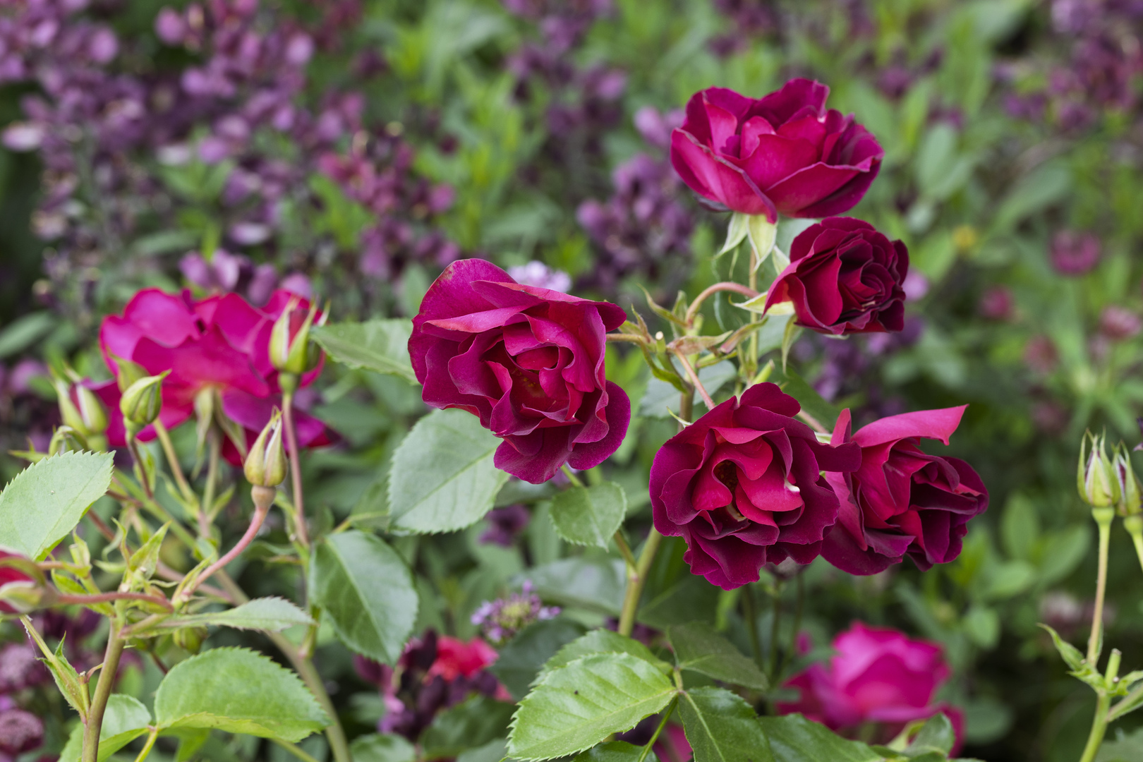 Dark pink roses in a garden.