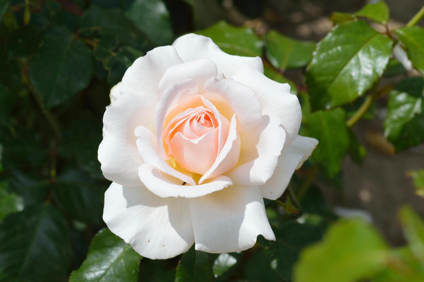Rose Chandos Beauty rose.