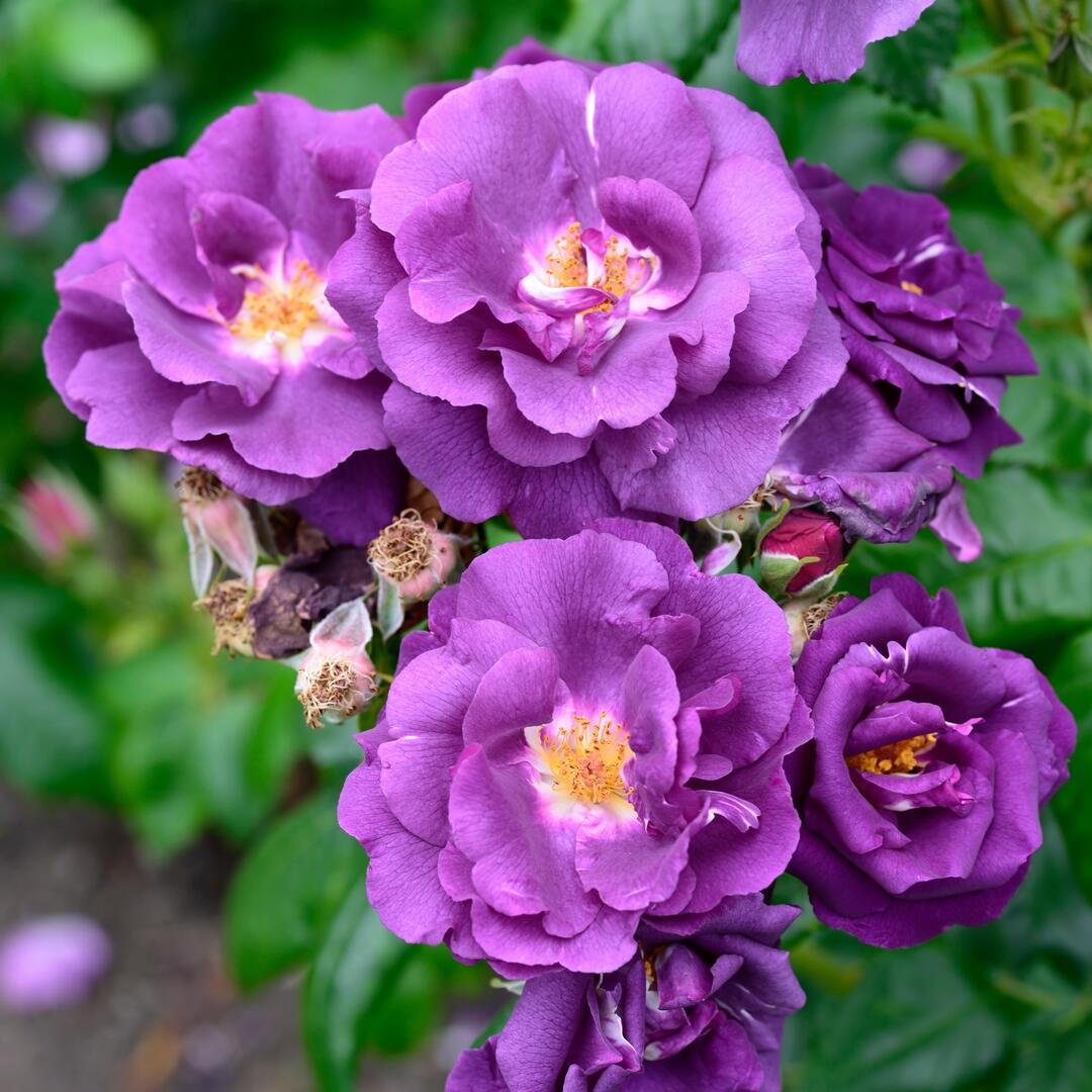 Close-up of purple Rhapsody in Blue roses.