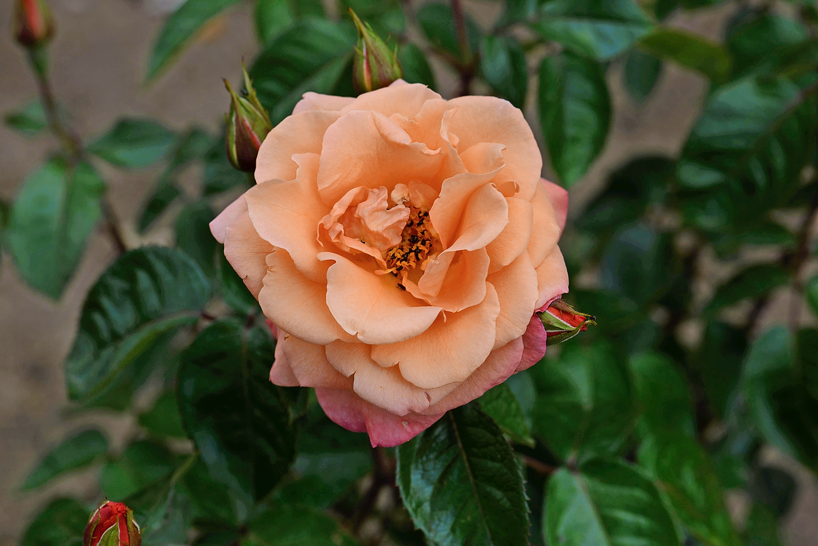 Peach-colored rose in bloom.