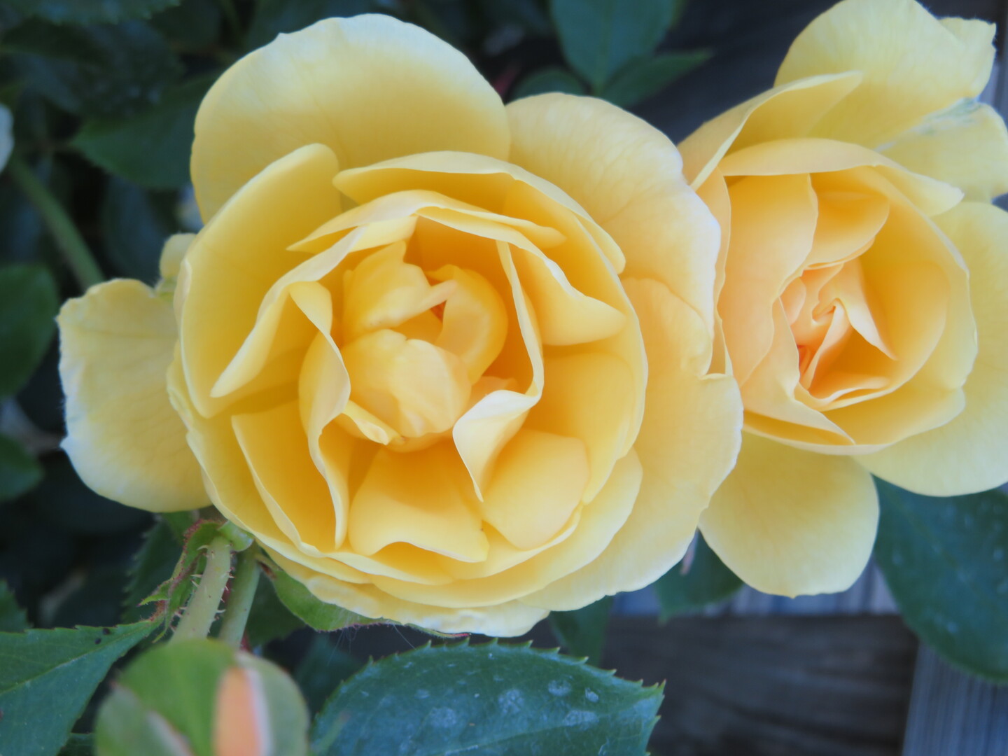 Two pale yellow Rosa Margarette Golding roses.