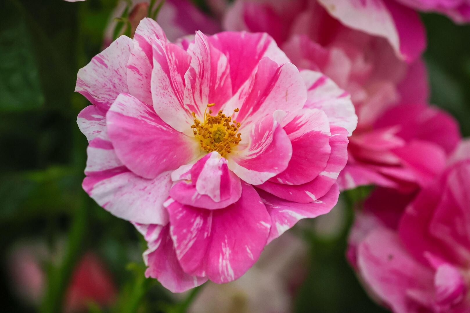 Close-up of The King's Rose, a pink and white English shrub rose.