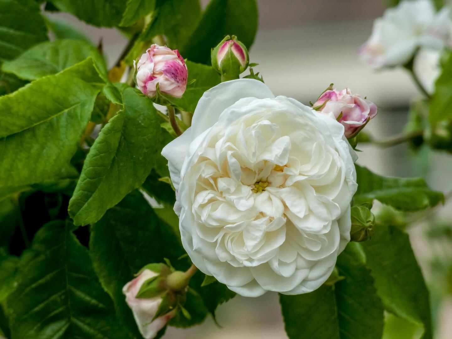 Close-up of a white Aimee Vibert rose in bloom.