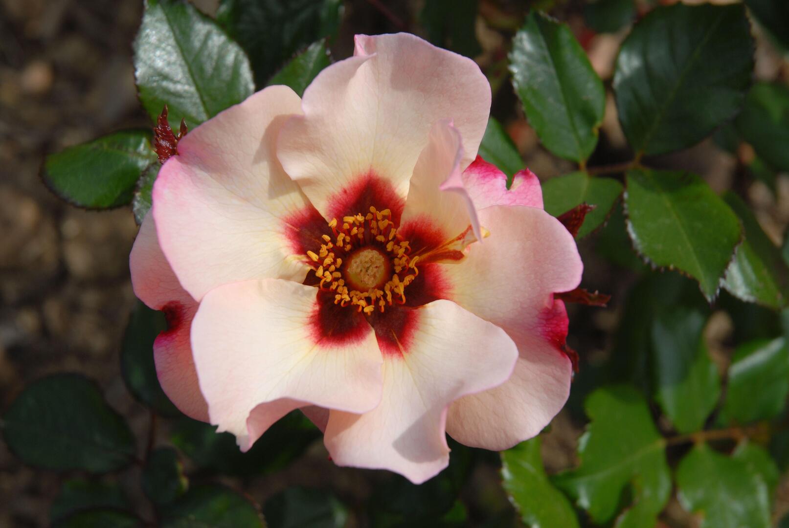 Alissar rose, a Persica hybrid.